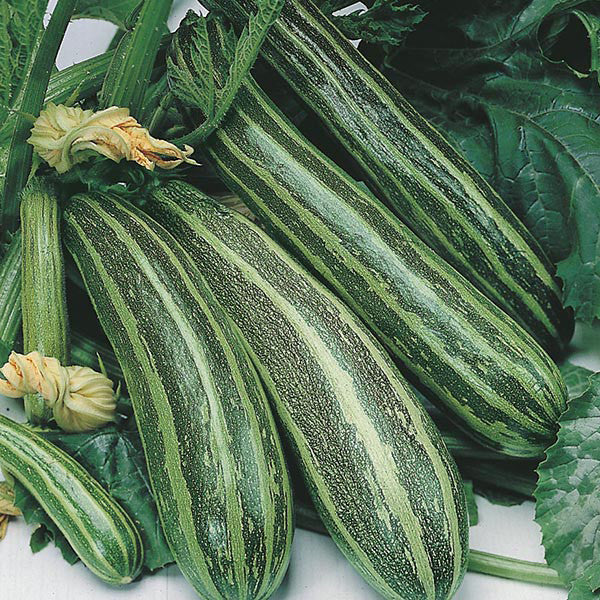 ZUCCHINI, ALMOND AND POPPY SEED SALAD